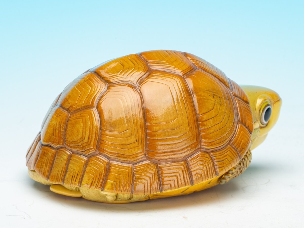 画像8: タイリクイシガメ (8)