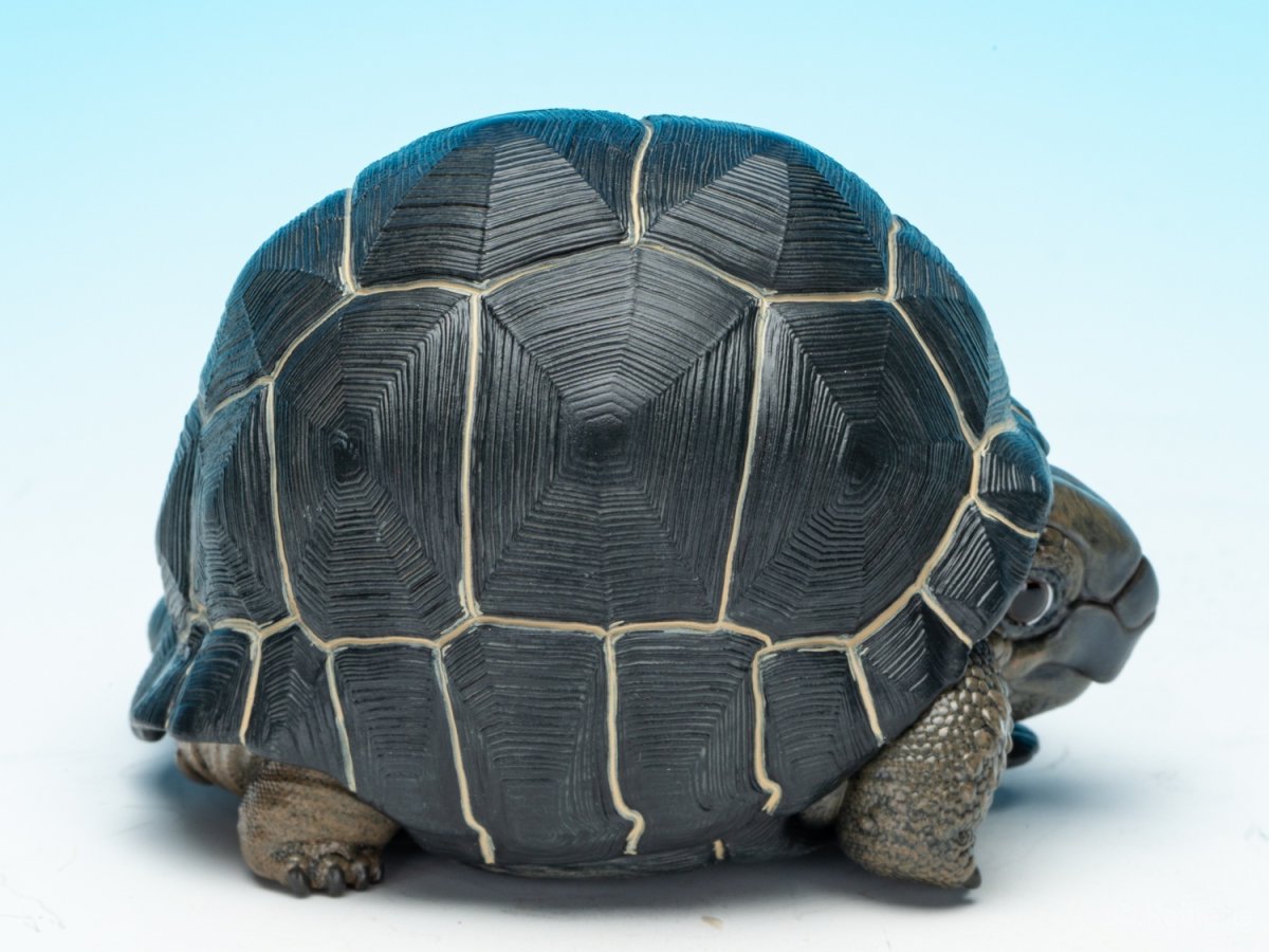 画像7: アルダブラゾウガメ (7)