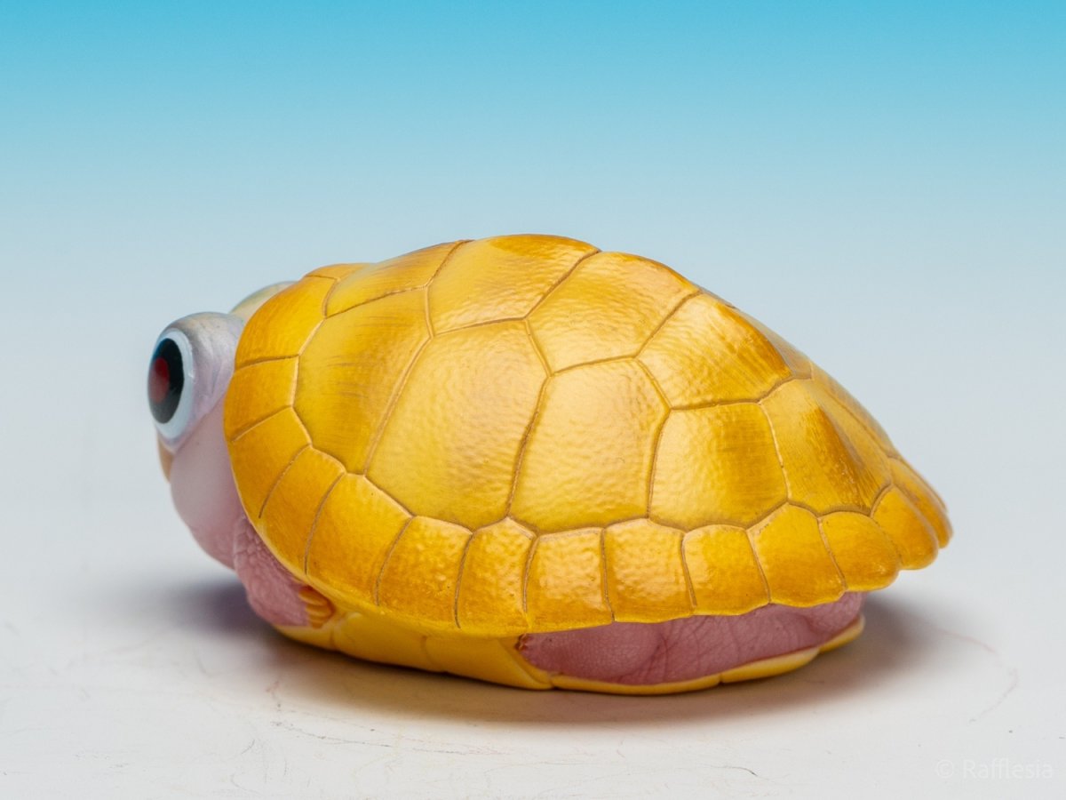 画像6:  キャラメルピンク（五周年記念） (6)