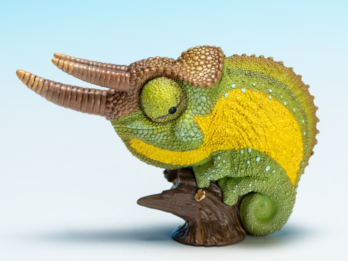 画像7: ジャクソンカメレオン (7)