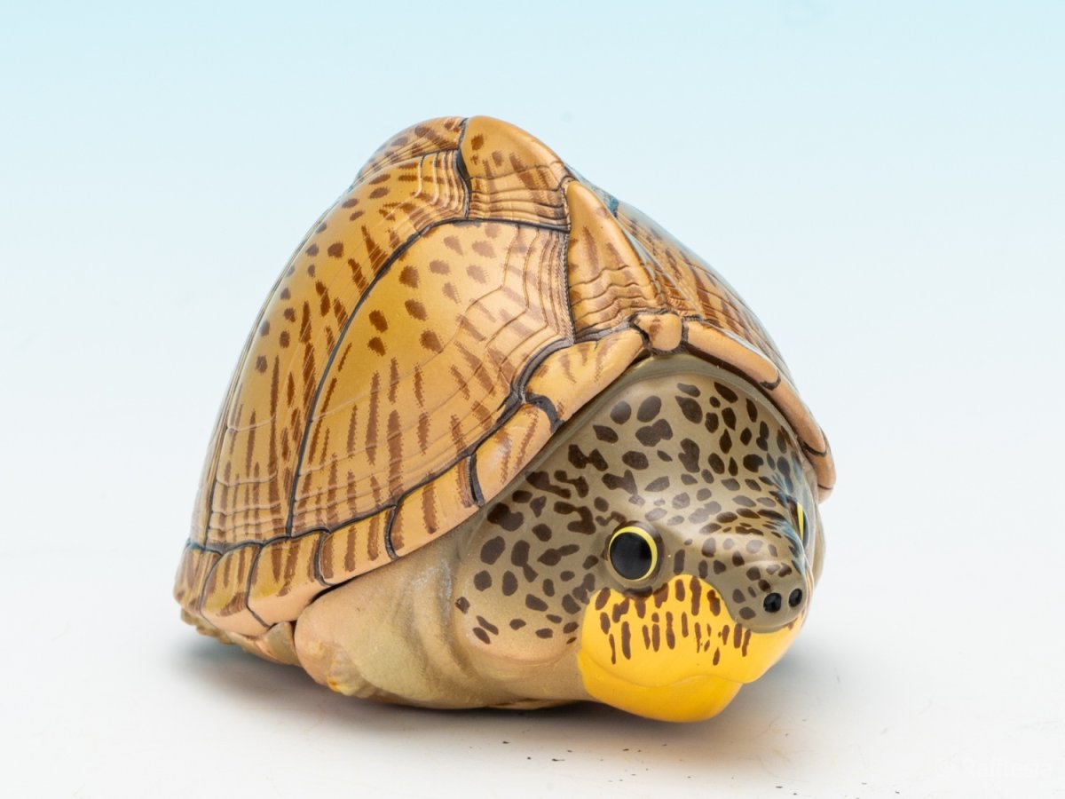 画像2: カブトニオイガメ (2)