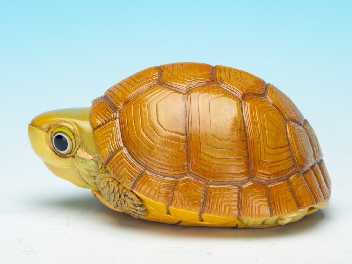 画像5: タイリクイシガメ (5)