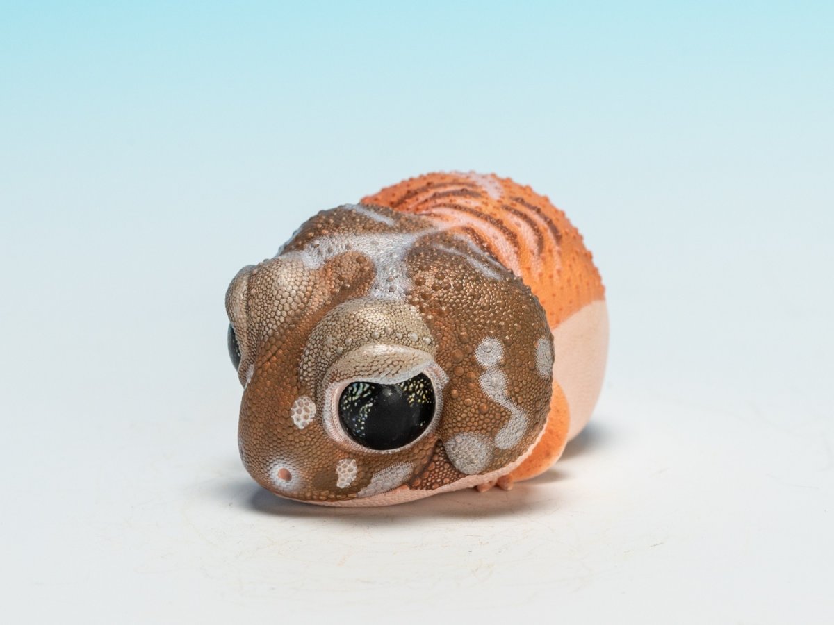 画像7: タマオヤモリ（普通） (7)