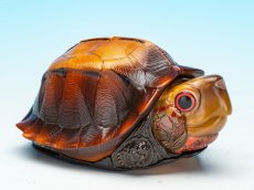 画像1: ヒラセガメ (1)