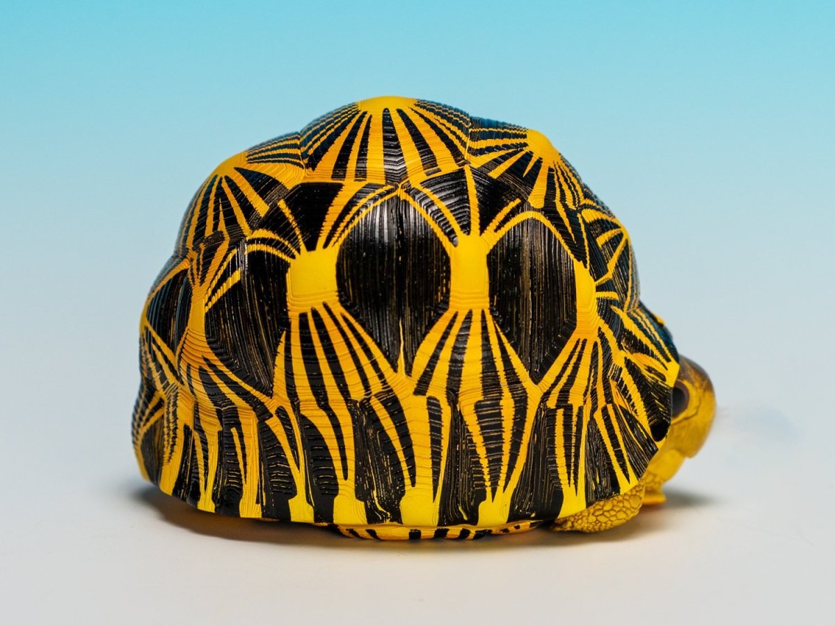 画像2: ホウシャガメ【動画あり】 (2)