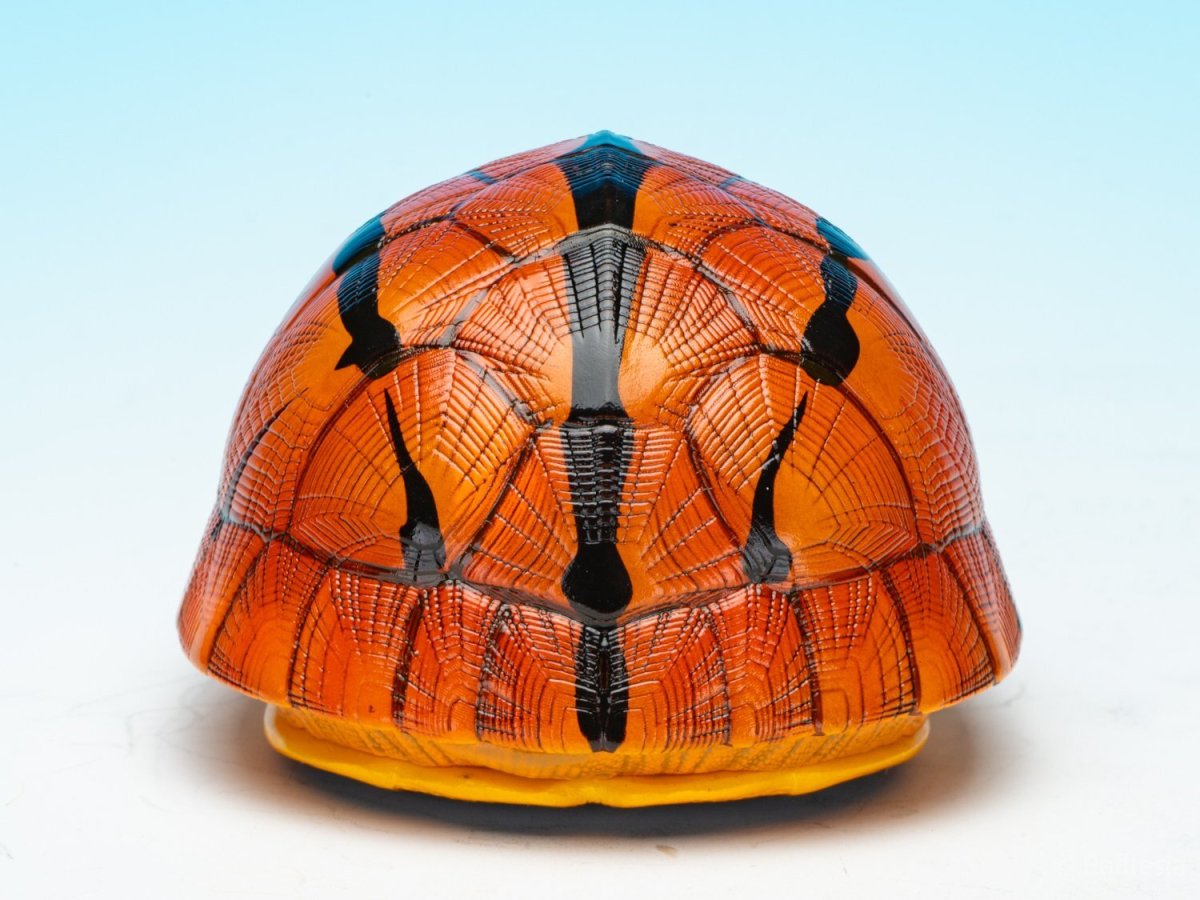 画像6: ミスジハコガメ (6)