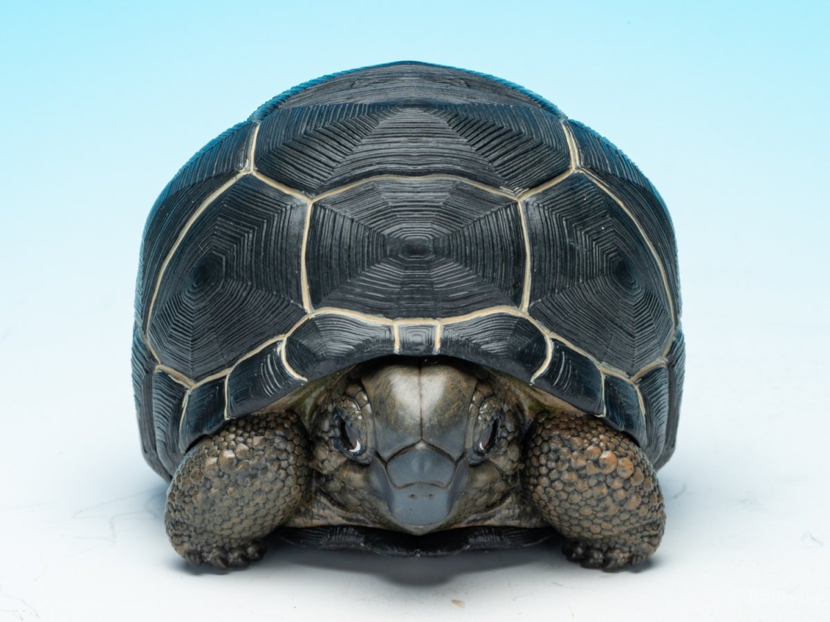 画像2: アルダブラゾウガメ (2)