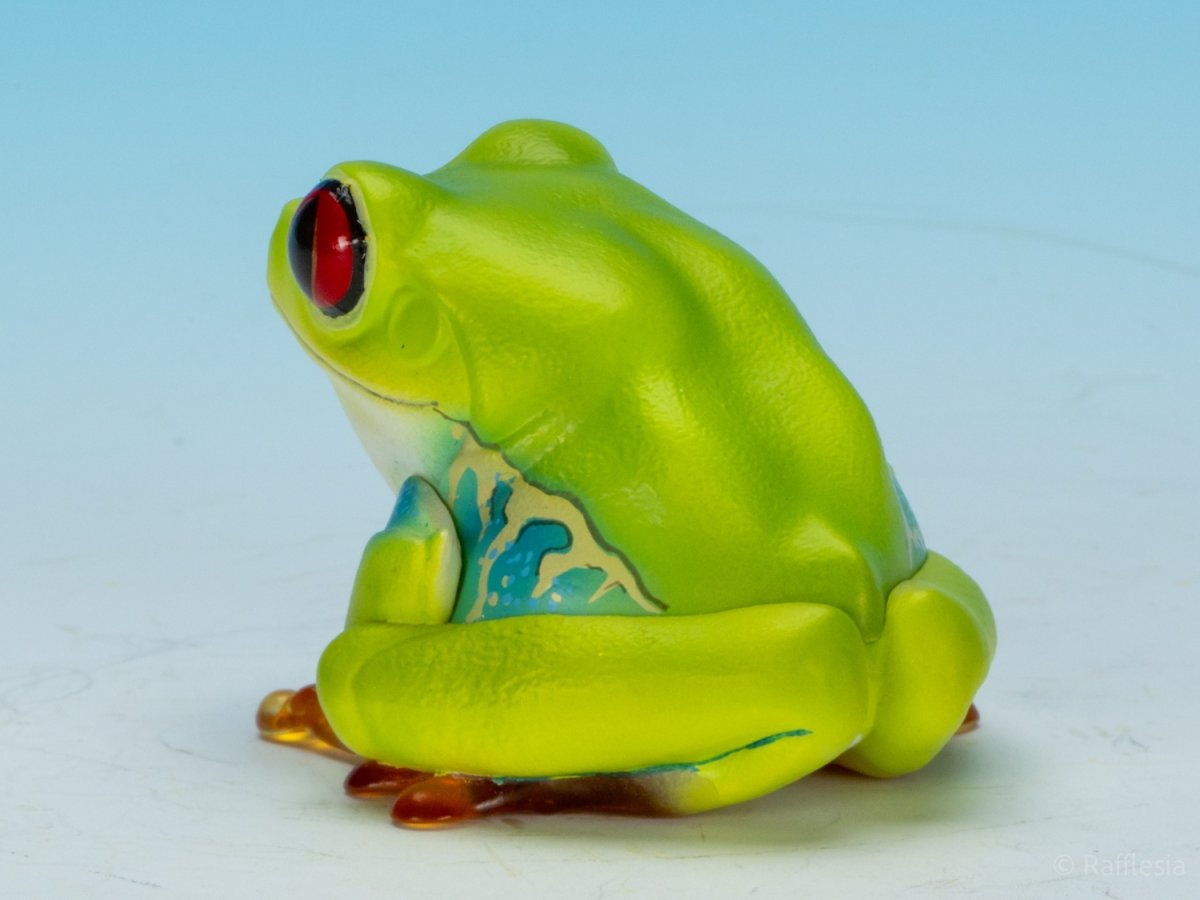 画像6: アカメアマガエル (6)