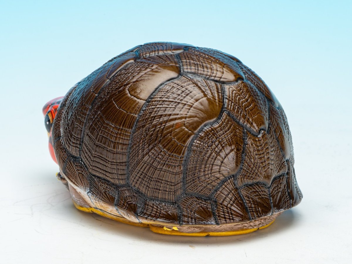 画像6: ホオアカドロガメ (6)