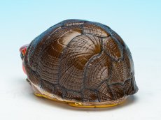 画像6: ホオアカドロガメ (6)