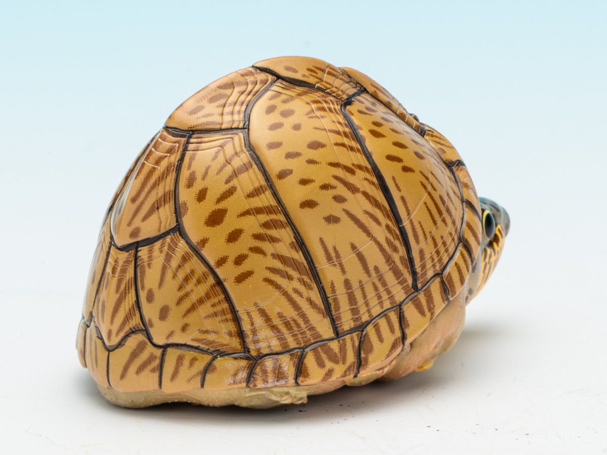 画像8: カブトニオイガメ (8)