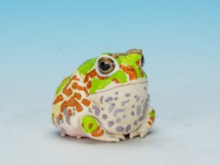 アフリカツメガエル