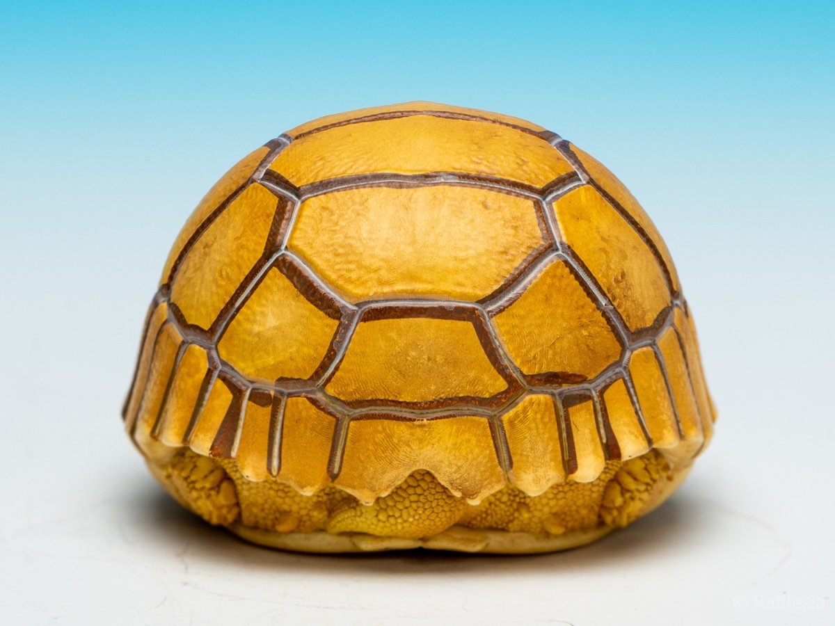 画像9: ケズメリクガメ（五周年記念） (9)