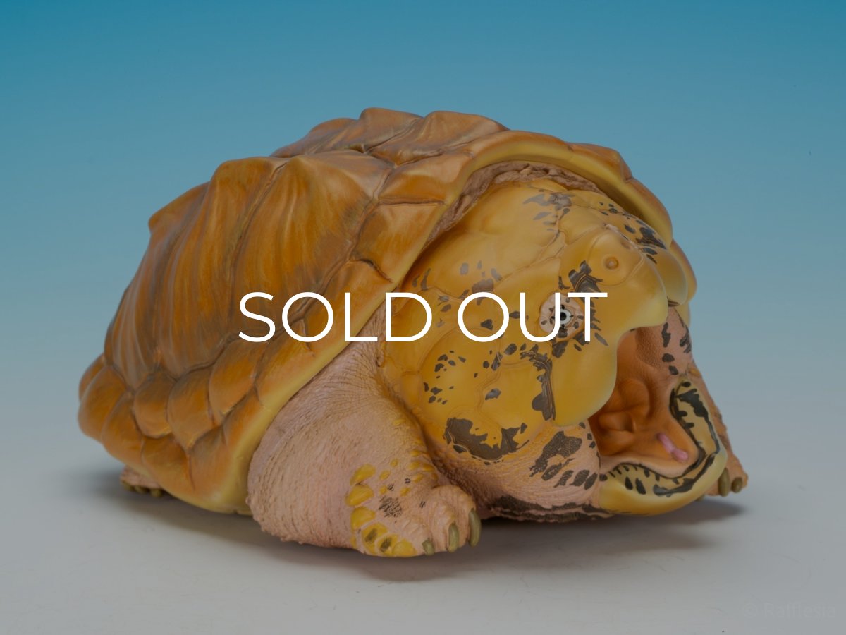 画像8: ワニガメ（PLUS版） (8)