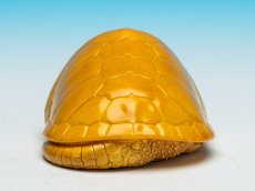 画像8: オオアタマガメ (8)