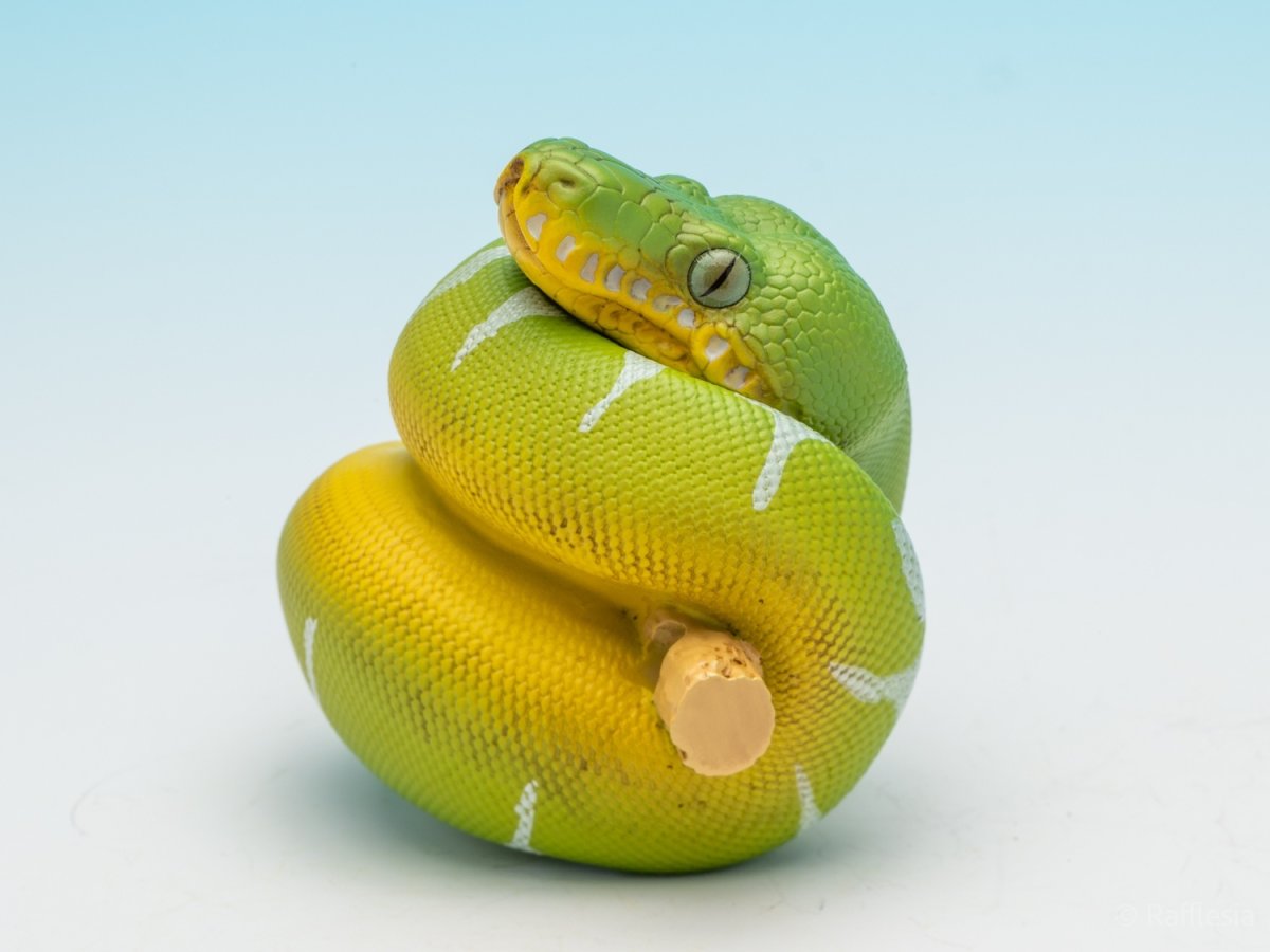 画像10: エメラルドツリーボア (10)