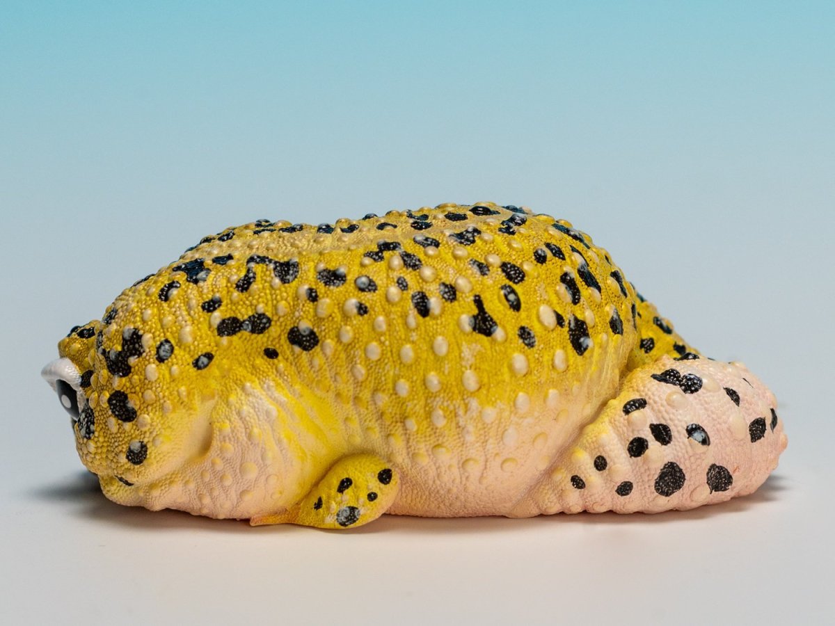 画像4: ヒョウモントカゲモドキ（オリジナル） (4)