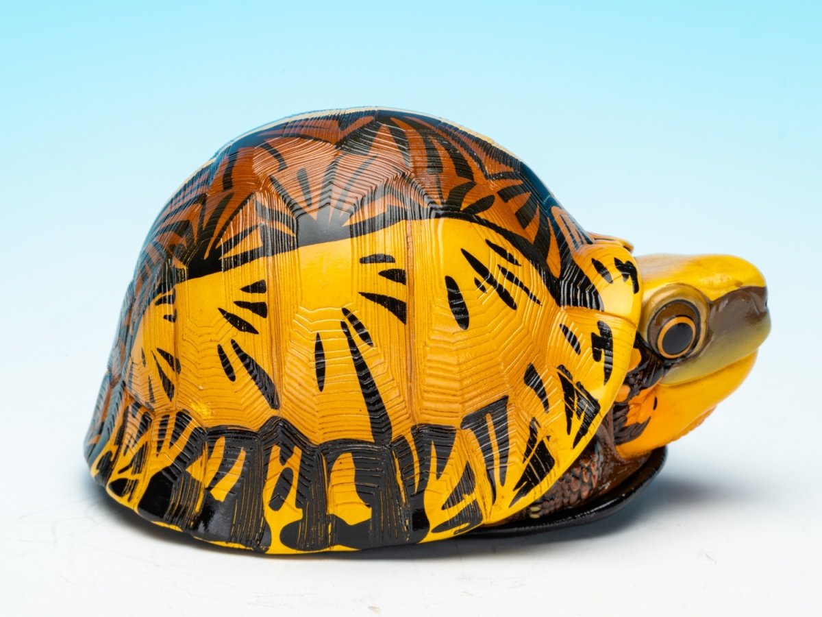 画像8: コガネハコガメ (8)