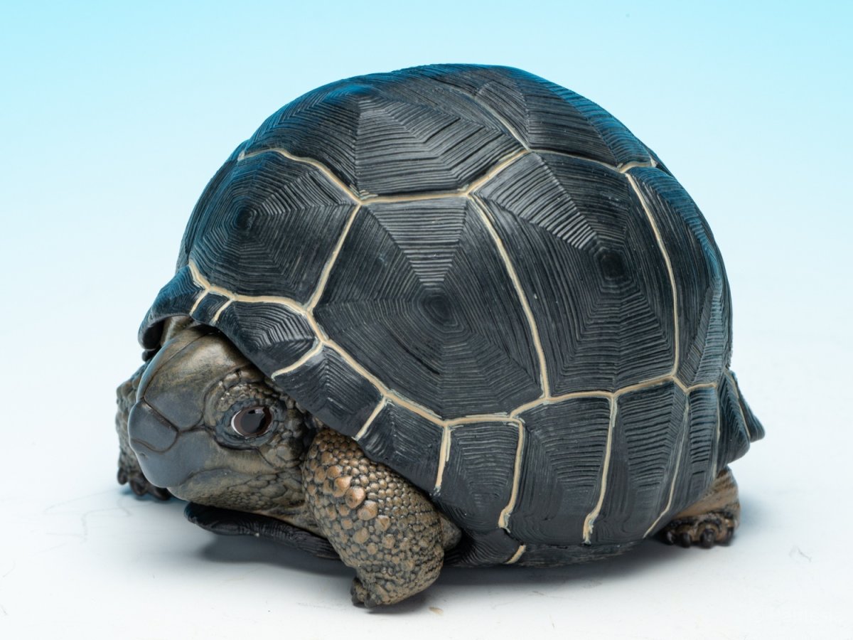 画像3: アルダブラゾウガメ (3)