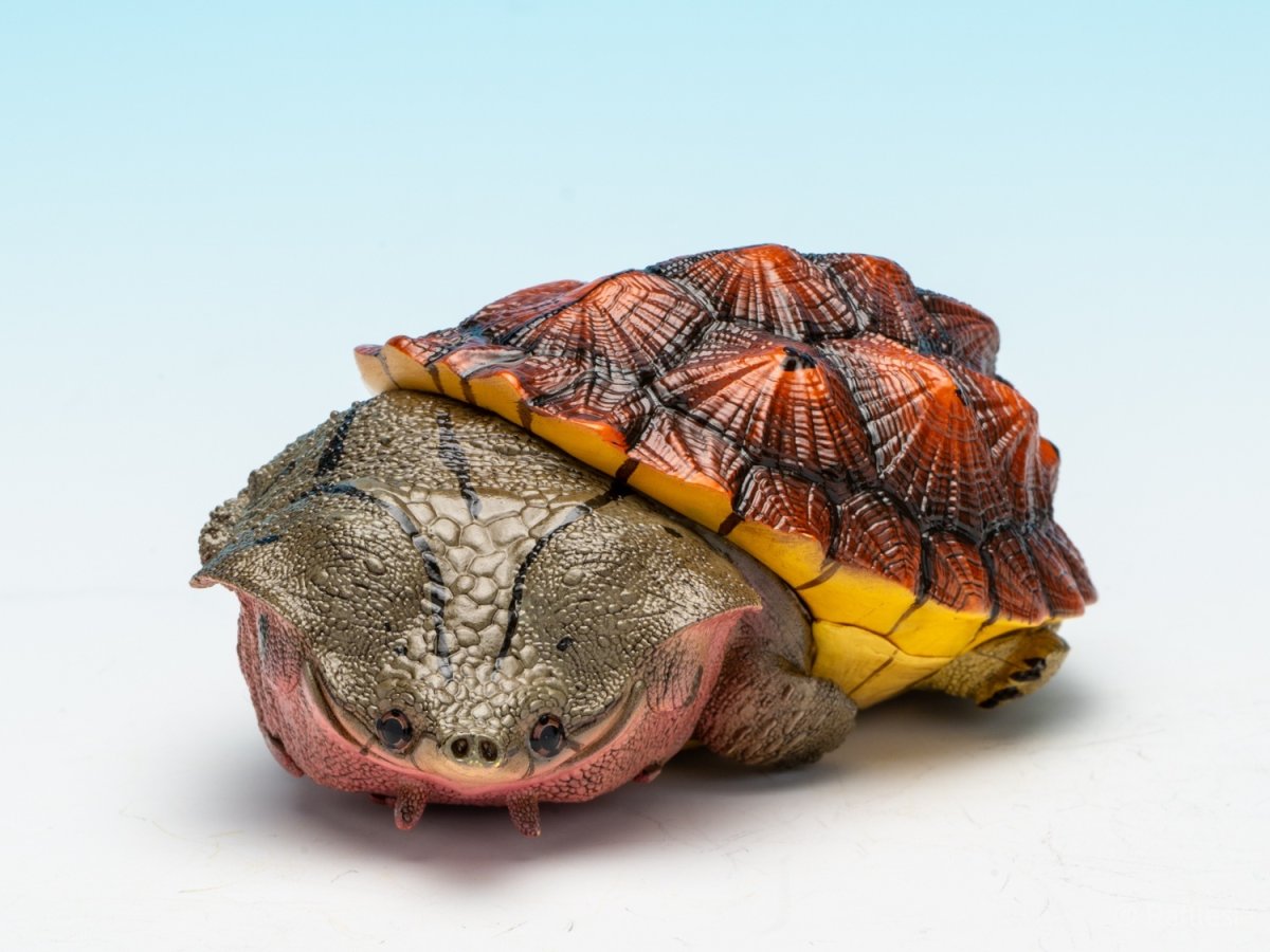 画像9: レッドマタマタ (9)