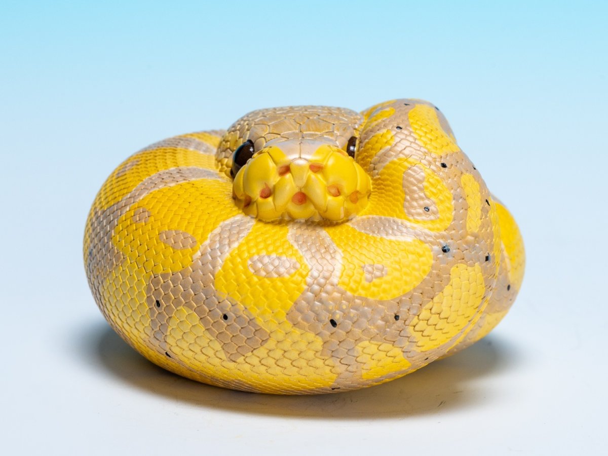 画像7: ボールニシキヘビ（バナナ） (7)