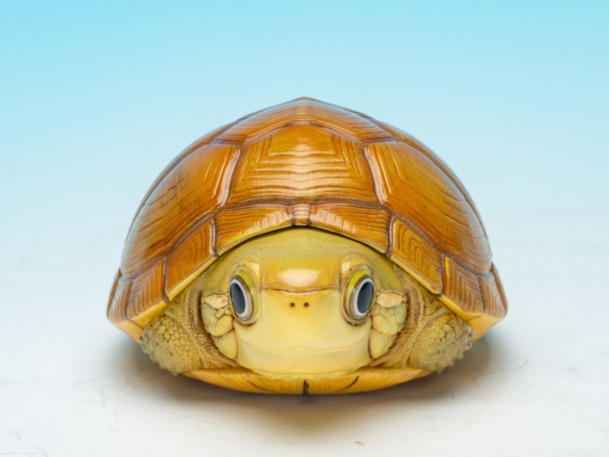 画像3: タイリクイシガメ (3)