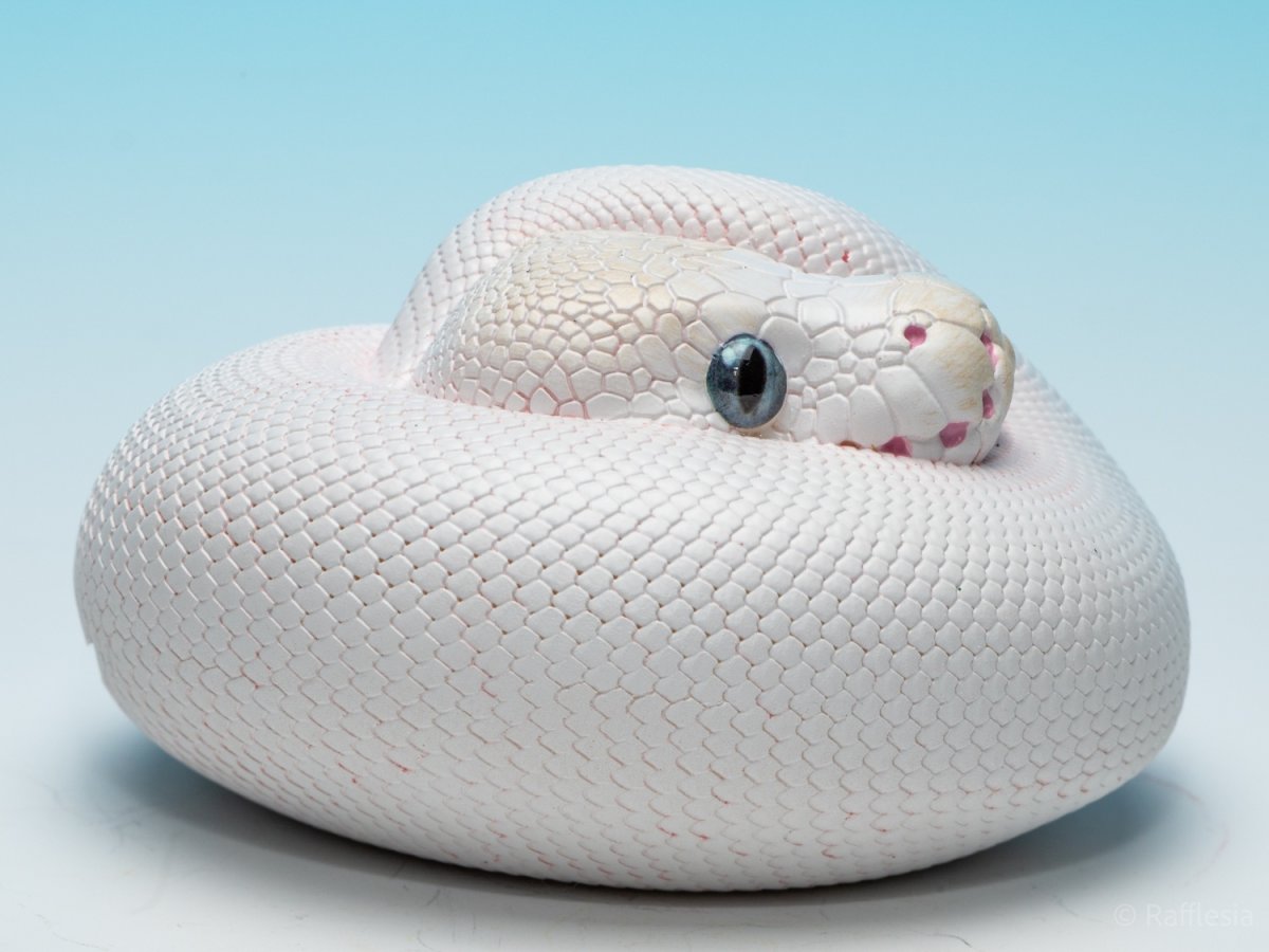 画像2: ボールニシキヘビ（リューシ）【動画あり】 (2)