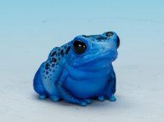 画像1: コバルトヤドクガエル (1)