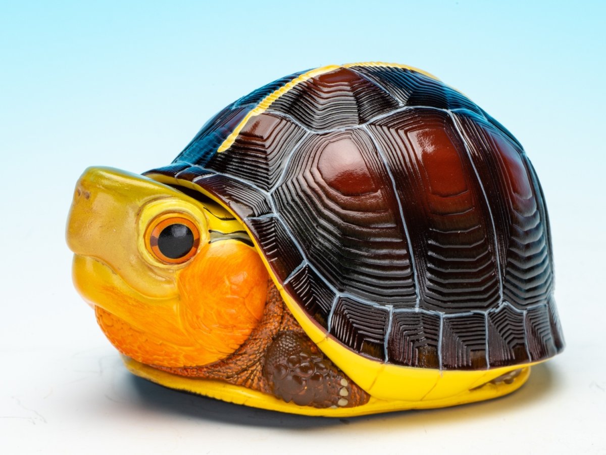 画像3: チュウゴクセマルハコガメ（安縁） (3)