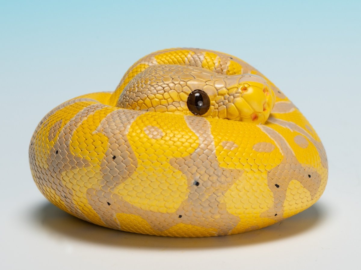 画像2: ボールニシキヘビ（バナナ） (2)