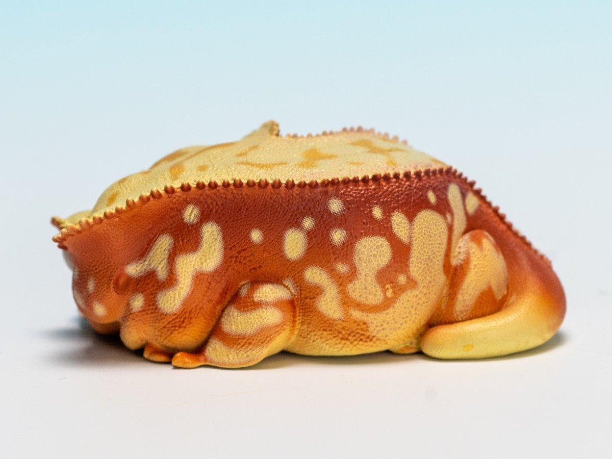 画像4: オウカンミカドヤモリ（赤地クリーム） (4)