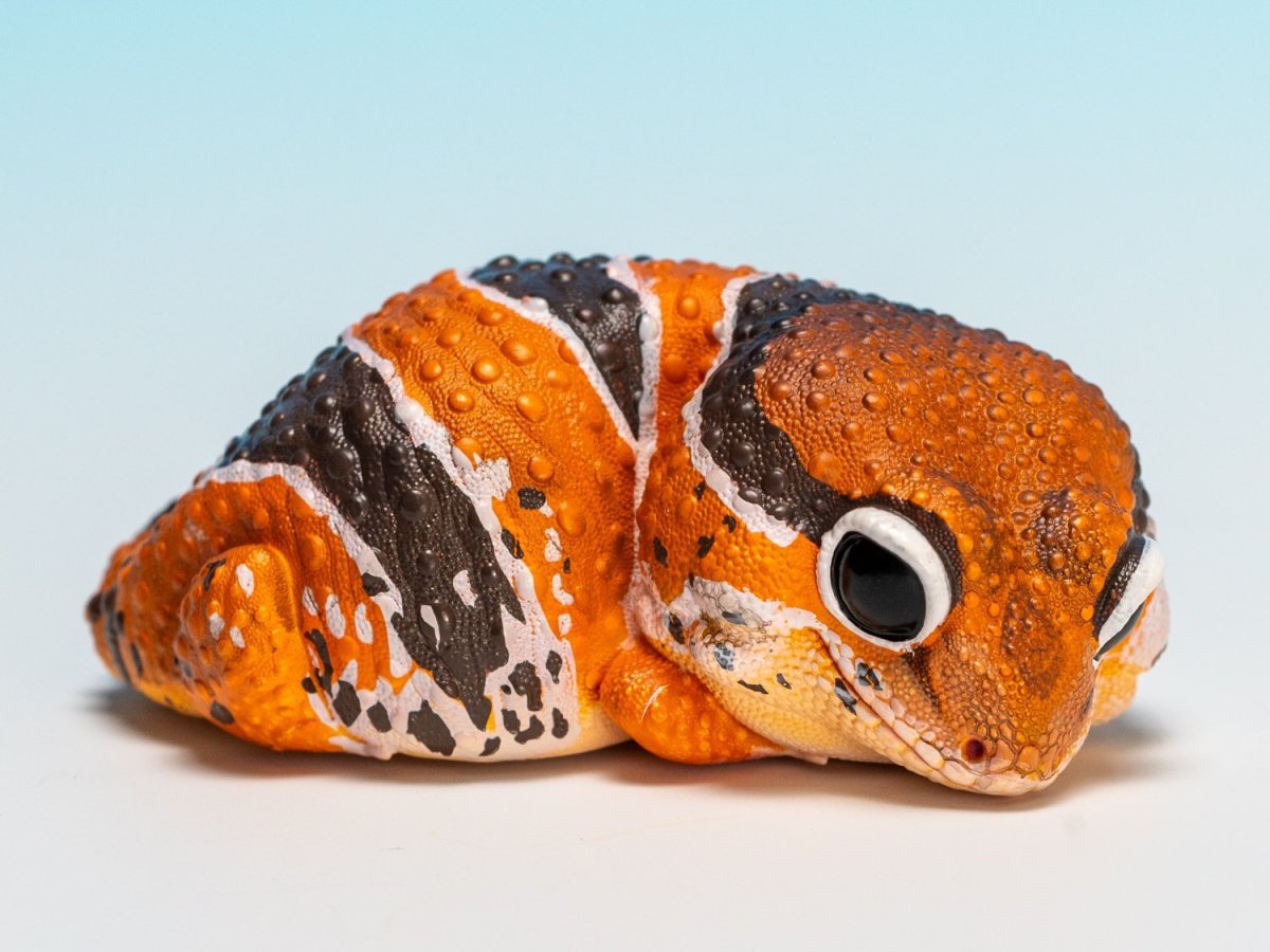 画像6: ニシアフリカトカゲモドキ（日本限定） (6)