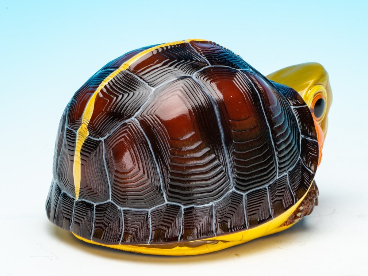 画像7: チュウゴクセマルハコガメ（安縁） (7)