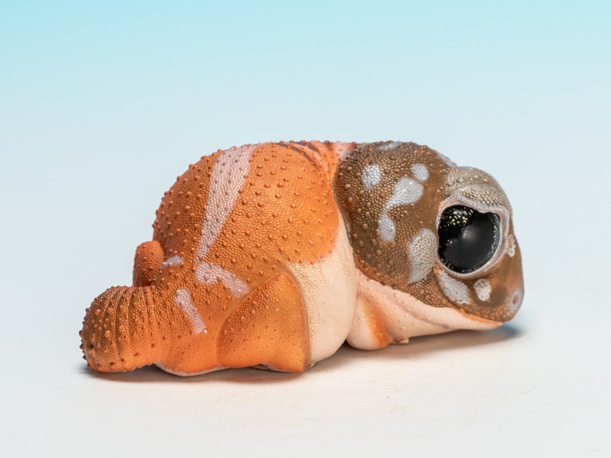 画像2: タマオヤモリ（普通） (2)