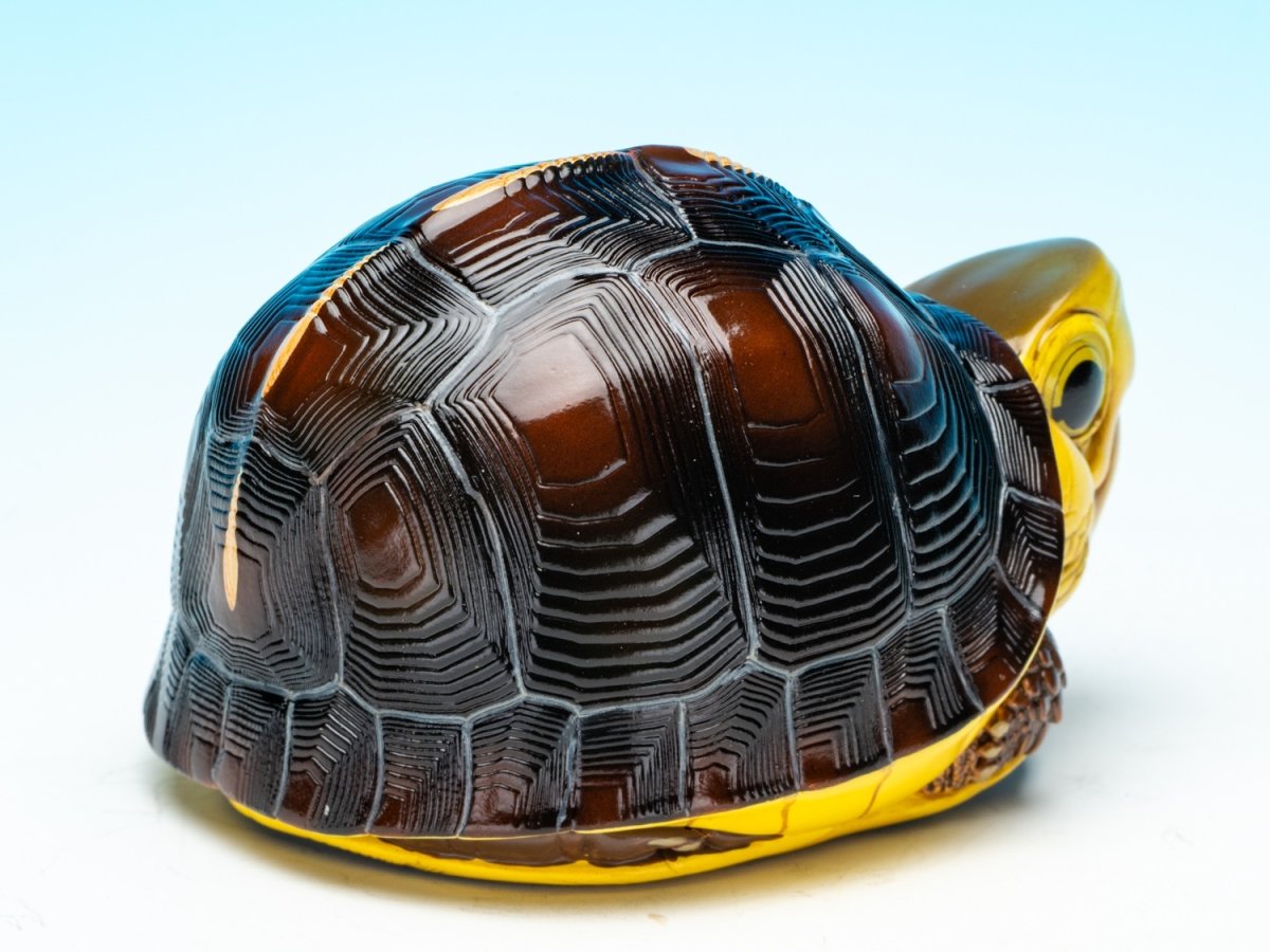 画像7: チュウゴクセマルハコガメ（台湾型） (7)