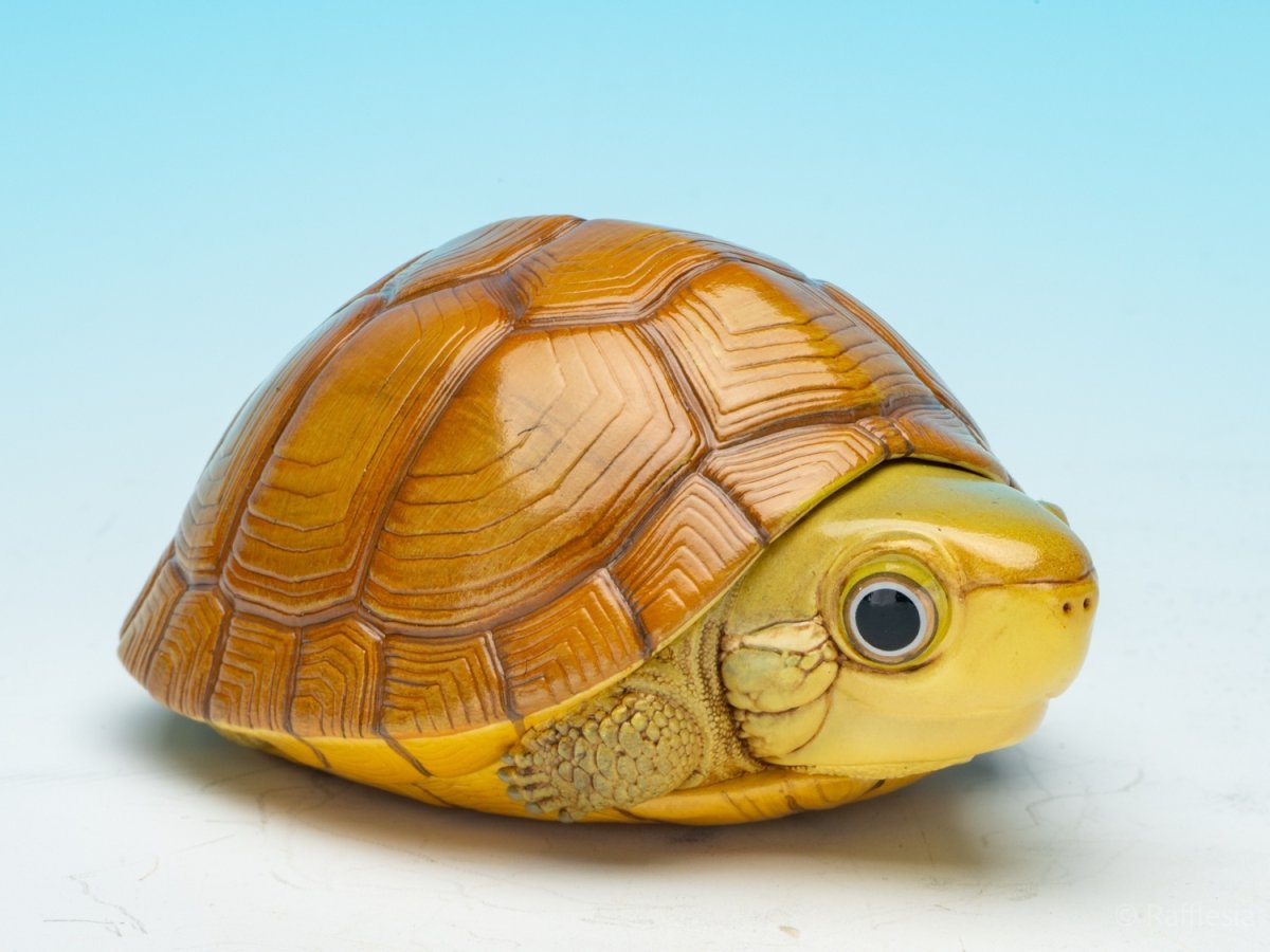 画像2: タイリクイシガメ (2)