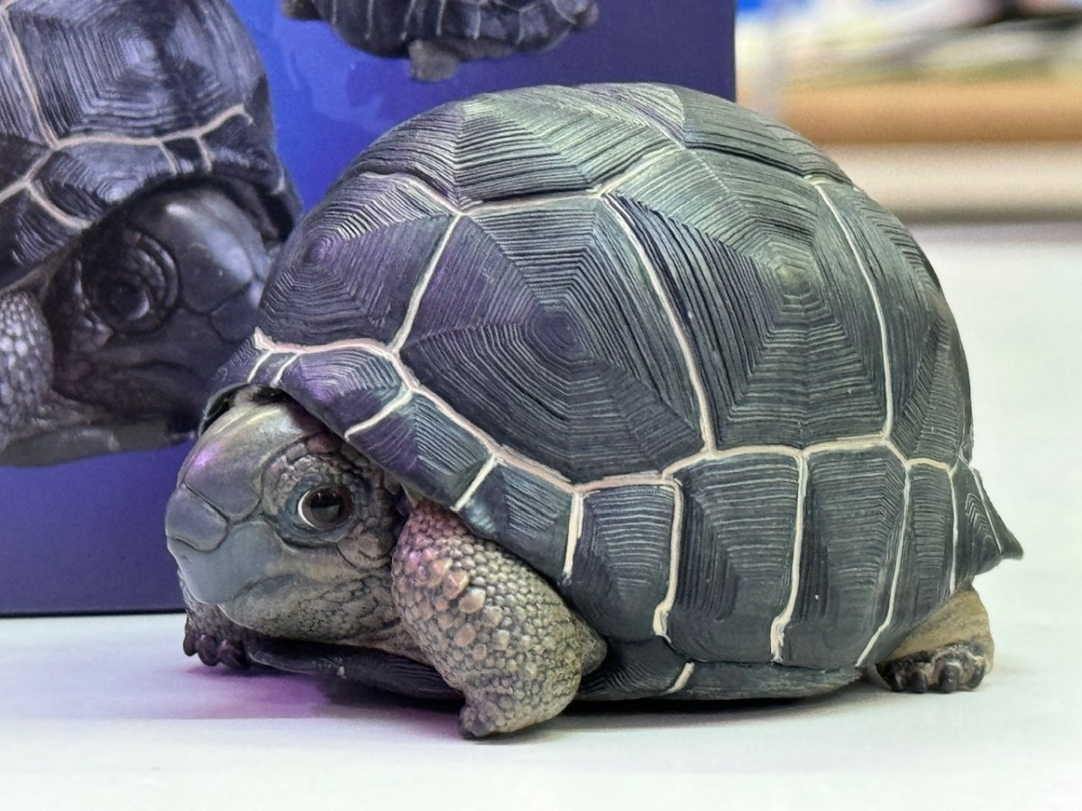 画像10: アルダブラゾウガメ (10)