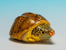 画像1: サルヴィンオオニオイガメ (1)
