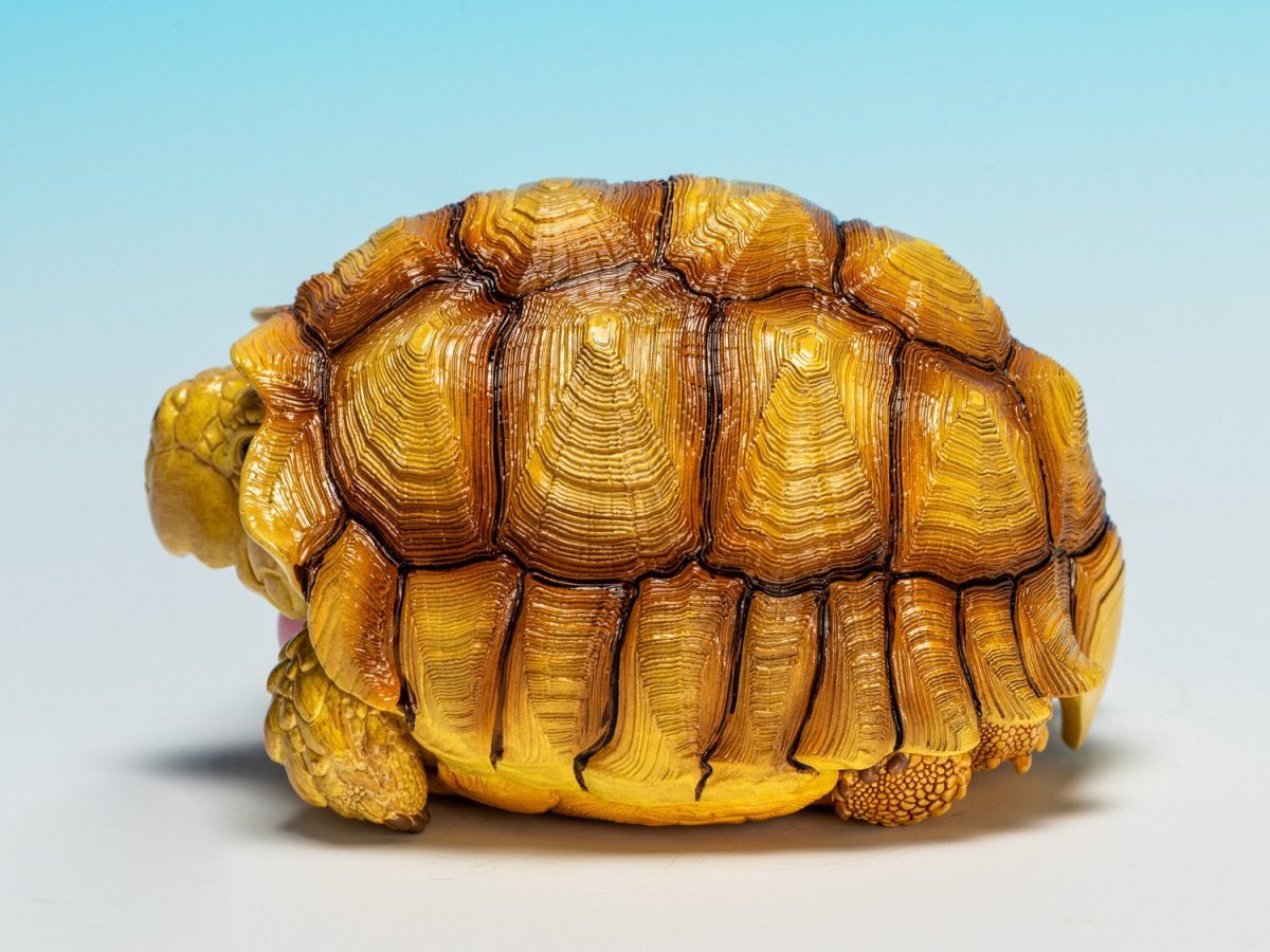 画像4: ケヅメガメ（メス） (4)