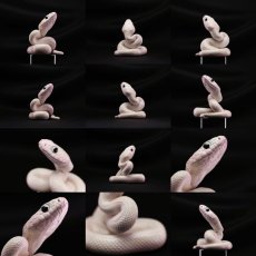 画像2: テキサスラットスネーク (2)