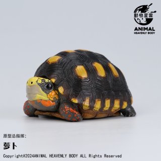 ユカタンハコガメ - アジアアロワナ専門店ラフレシア