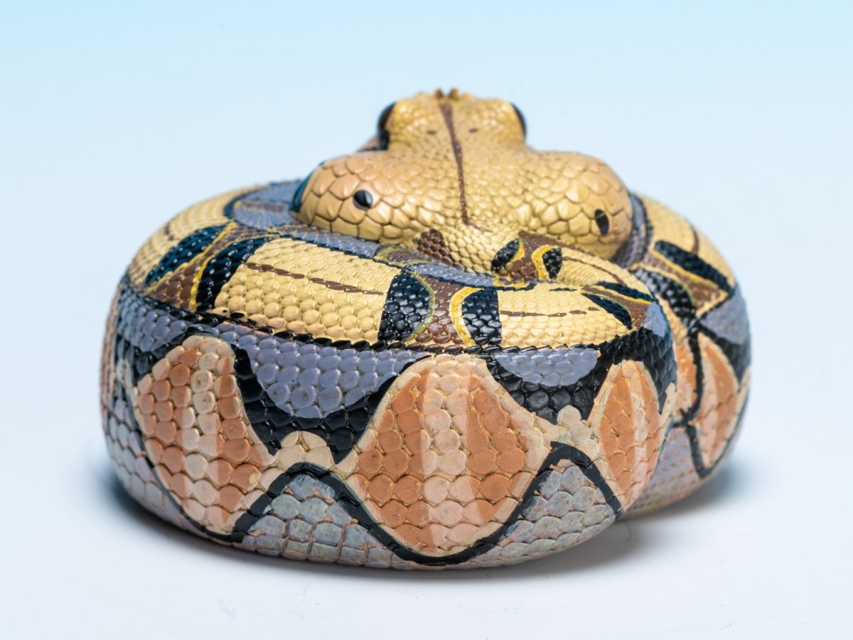 画像4: ガボンアダー (4)