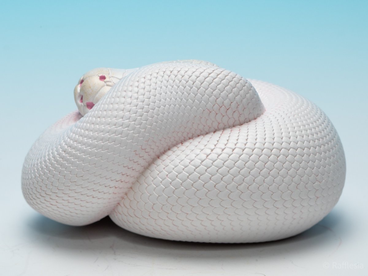 画像5: ボールニシキヘビ（リューシ）【動画あり】 (5)