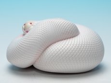 画像5: ボールニシキヘビ（リューシ） (5)