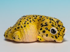 画像1: ヒョウモントカゲモドキ（オリジナル） (1)