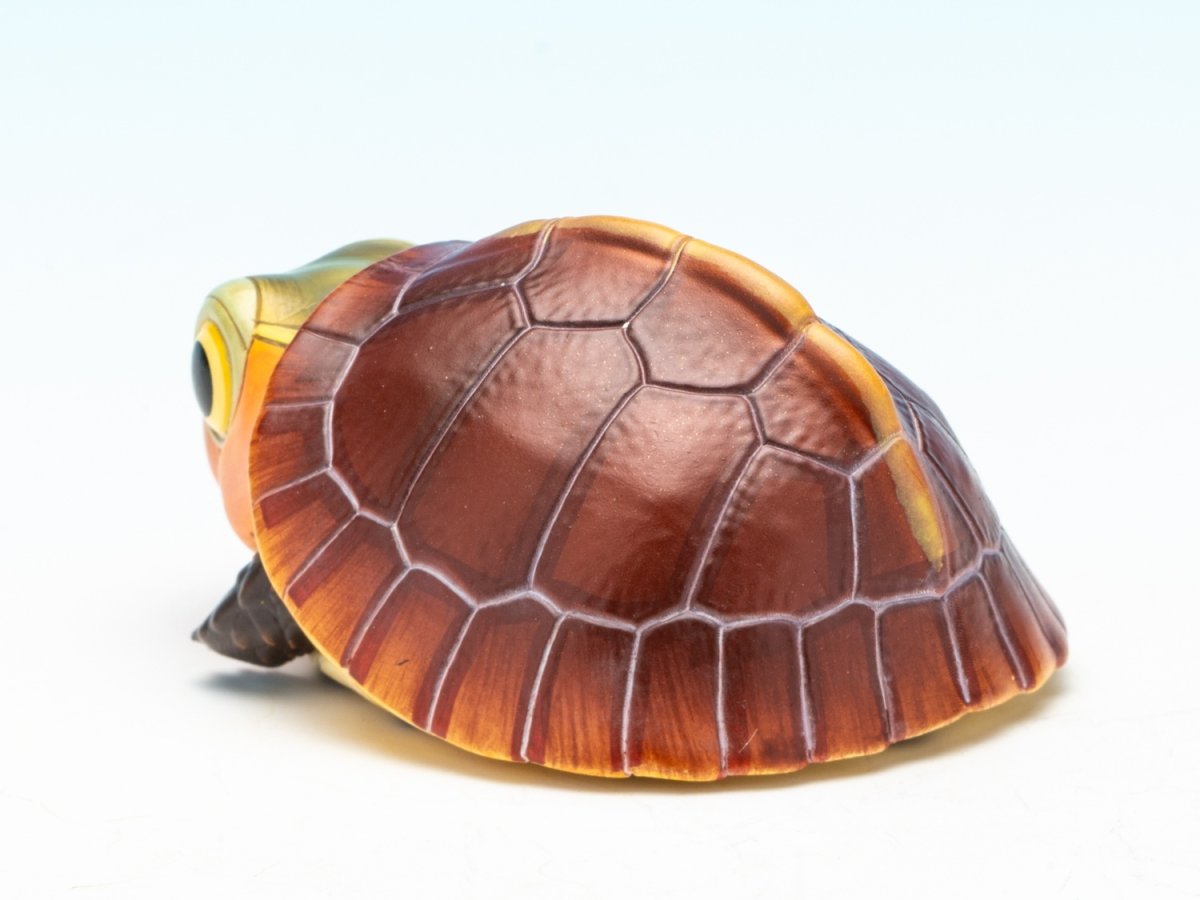 画像6: セマルハコガメ（五周年記念） (6)