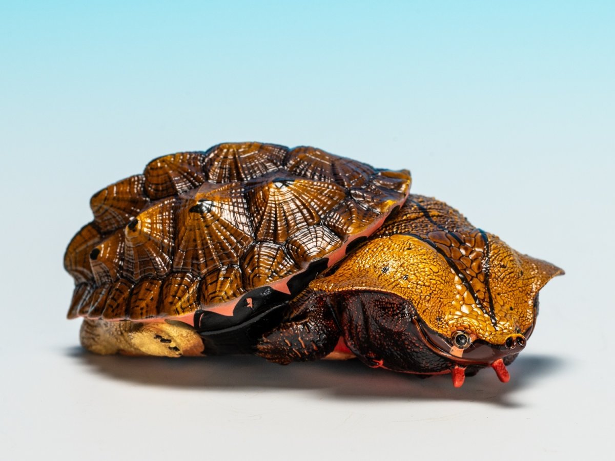 画像1: ブラックマタマタ (1)