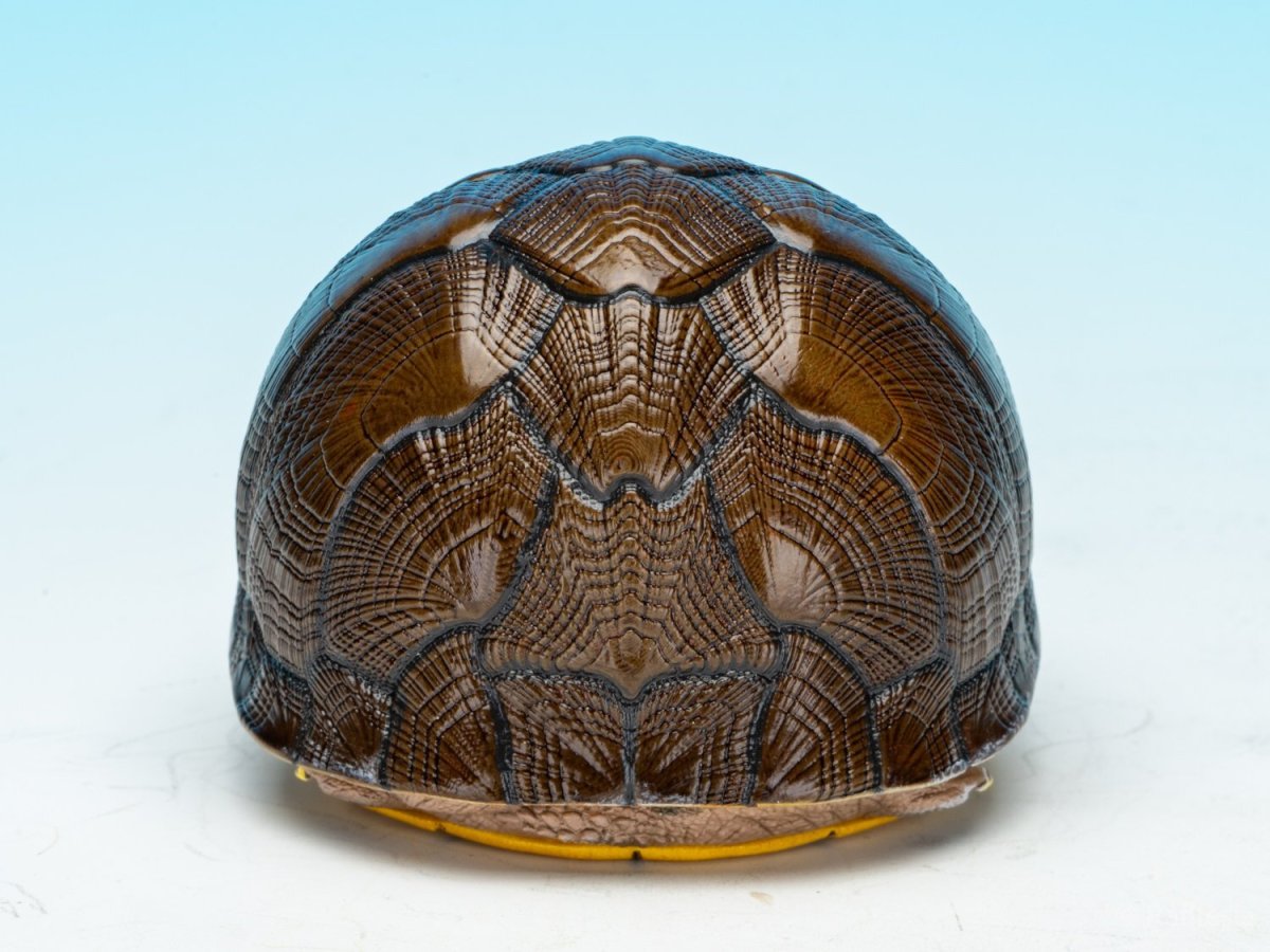 画像7: ホオアカドロガメ (7)