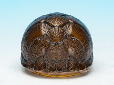 画像7: ホオアカドロガメ (7)