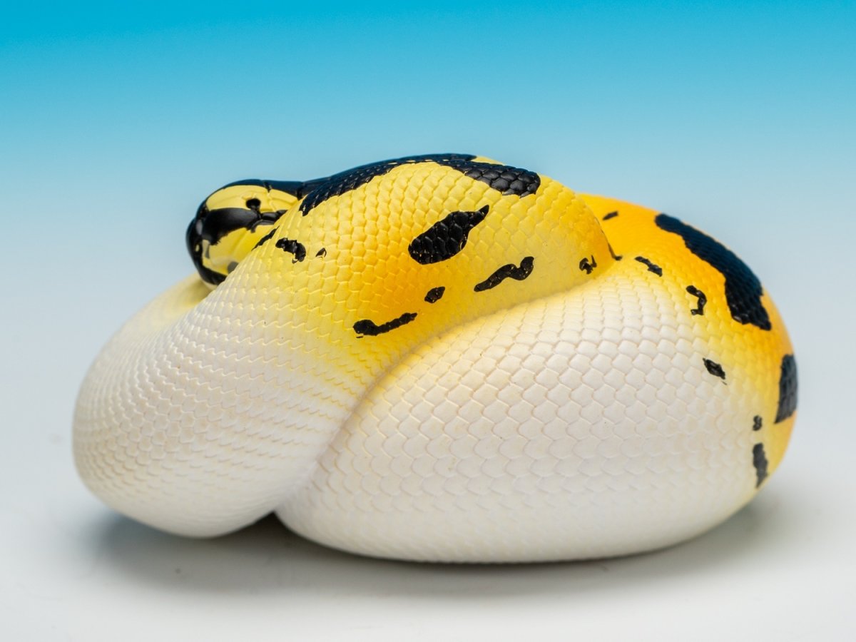 画像4: ボールニシキヘビ (4)
